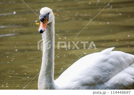 The white swan is beautiful and cute in the river The white swan is beautiful and cute in the river 114448697