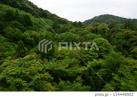 清水寺 新緑の錦雲渓 清水寺 新緑の錦雲渓 114448982