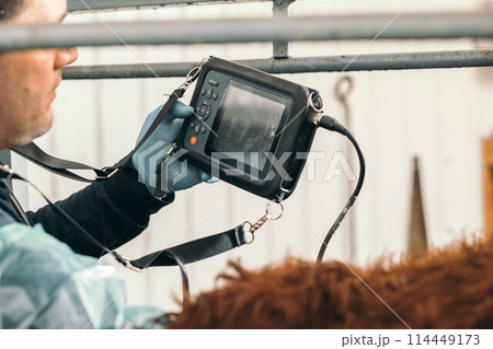 Veterinarians use ultrasound technology to improve the care of farm animals and insemination management Veterinarians use ultrasound technology to improve the care of farm animals and insemination management 114449173