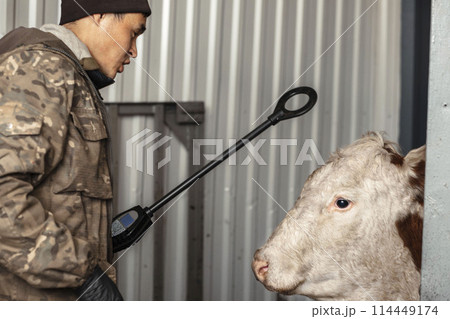 farmer using a digital scanner on a cow demonstrates how technology helps to better manage animal health and breeding 114449174