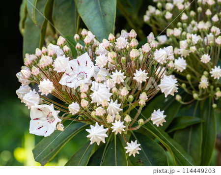 金平糖のような形をしたカルミアのつぼみと先に開花した花 114449203