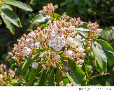 金平糖のような形をしたカルミアのつぼみと先に開花した花 金平糖のような形をしたカルミアのつぼみと先に開花した花 114449205