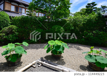 法住寺　新緑の花蓮 114449223