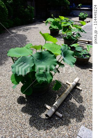 法住寺 新緑の花蓮 法住寺 新緑の花蓮 114449224