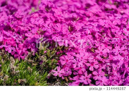 芝桜の花 背景 芝桜の花 背景 114449287