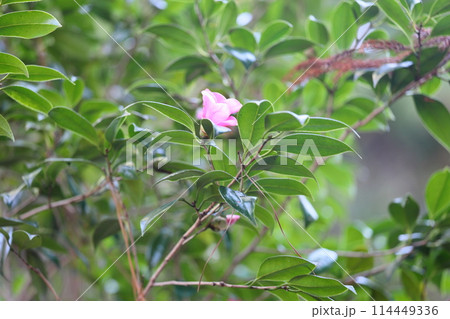 ツバキの花 紅侘助 ツバキの花 紅侘助 114449336
