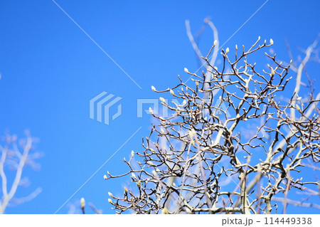 ハクモクレンの芽 ハクモクレンの芽 114449338