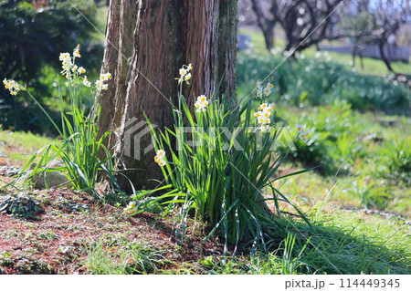 スイセンの花　日本水仙 114449345