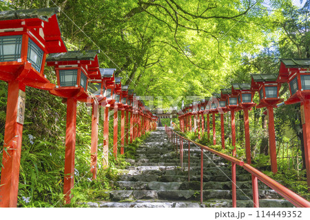 新緑の貴船神社　朱色の灯篭と石段 114449352
