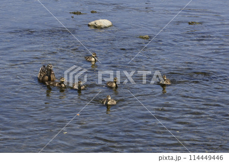 京都 鴨川 カルガモ(軽鴨)の親子 京都 鴨川 カルガモ(軽鴨)の親子 114449446