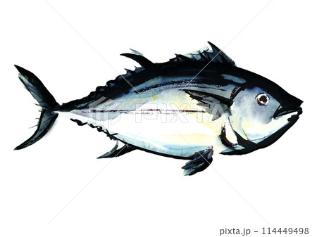 魚、マグロの水彩風イラスト　右向き 114449498