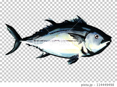 魚、マグロの水彩風イラスト　右向き 114449498