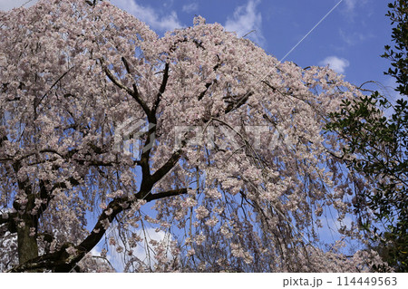 京都御苑　近衛邸跡　枝垂れ桜 114449563