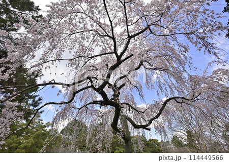 京都御苑 近衛邸跡 枝垂れ桜 京都御苑 近衛邸跡 枝垂れ桜 114449566