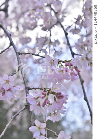 京都御苑 近衛邸跡 枝垂れ桜 京都御苑 近衛邸跡 枝垂れ桜 114449569