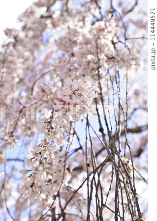 京都御苑 近衛邸跡 枝垂れ桜 京都御苑 近衛邸跡 枝垂れ桜 114449571