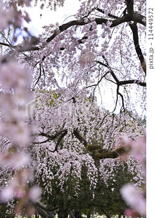 京都御苑 近衛邸跡 枝垂れ桜 京都御苑 近衛邸跡 枝垂れ桜 114449572