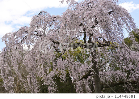 京都御苑 出水の枝垂れ桜 京都御苑 出水の枝垂れ桜 114449591