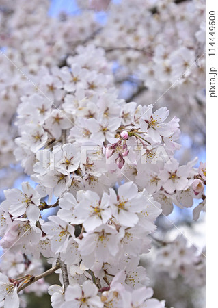 京都御苑 近衛邸跡 枝垂れ桜 京都御苑 近衛邸跡 枝垂れ桜 114449600