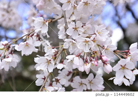 京都御苑 近衛邸跡 枝垂れ桜 京都御苑 近衛邸跡 枝垂れ桜 114449602