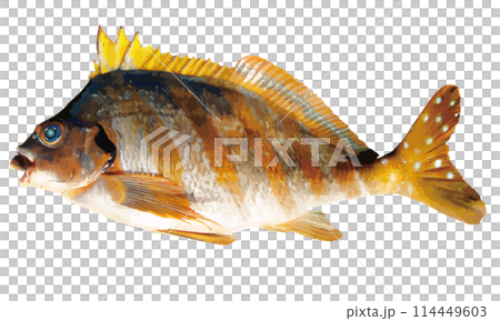 海の魚、タカノハダイの切り抜き白背景、リアルタッチイラストレーション 114449603