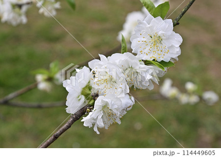 京都御苑　桃園（桃の花） 114449605