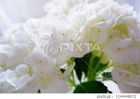 白い紫陽花、アジサイの花びらのクローズアップ 114449672