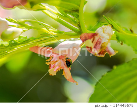 ハコネウツギの花とテントウムシ 114449679