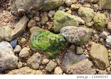 砂浜と植物 砂浜と植物 114449747