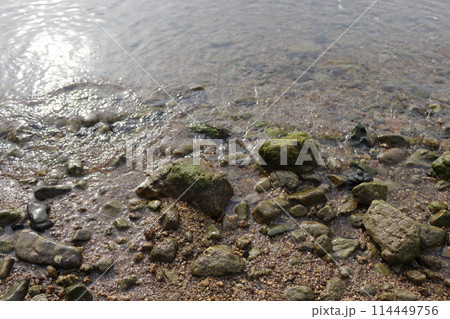 砂浜と植物 砂浜と植物 114449756