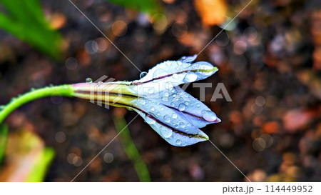 雨の日のハナニラの花と雫 雨の日のハナニラの花と雫 114449952