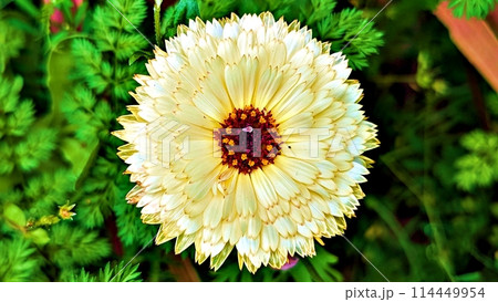 カレンデュラの花 114449954