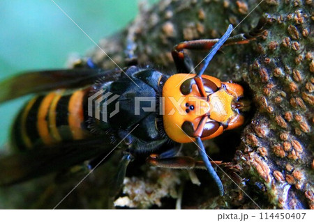 オオスズメバチ 114450407