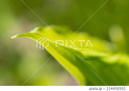 5月の緑色~うるいの葉~ 5月の緑色~うるいの葉~ 114450501