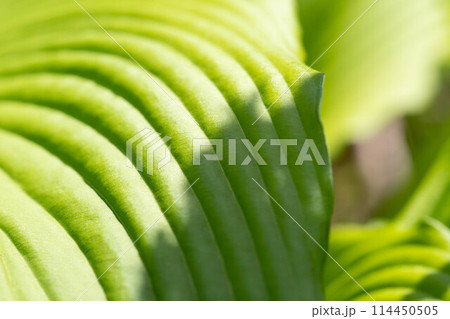 5月の緑色~うるいの葉~ 5月の緑色~うるいの葉~ 114450505