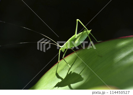 キリギリス科 バグ 昆虫 114450527