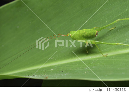 キリギリス科 バグ 昆虫 114450528