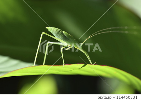 キリギリス科 バグ 昆虫 114450531