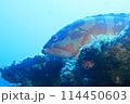 青い海と魚 114450603