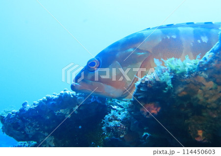 青い海と魚 114450603
