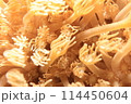 イソギンチャクの触手　正面 114450604