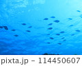 青い海と魚たち 114450607