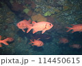 赤い魚 114450615