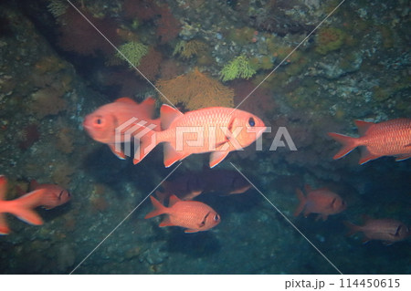 赤い魚 114450615