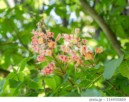 ベニバナトチノキの花 ベニバナトチノキの花 114450869