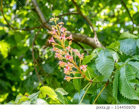 ベニバナトチノキの花 114450870
