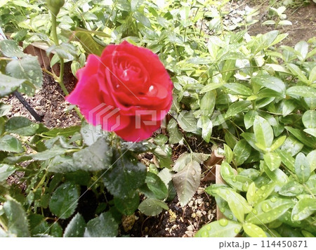 庭で育てた薔薇が咲いた様子 庭で育てた薔薇が咲いた様子 114450871