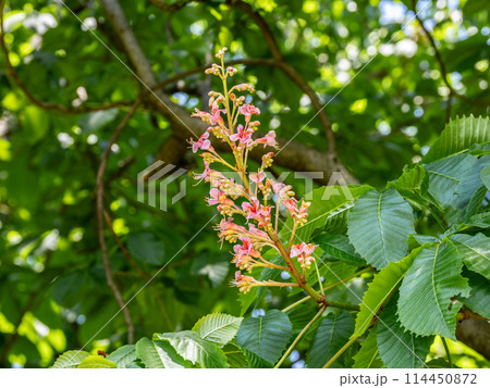 ベニバナトチノキの花 114450872