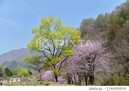 爽やかな春の空を背に満開の桜並木 爽やかな春の空を背に満開の桜並木 114450934