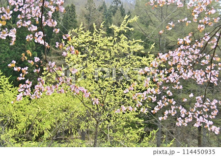 満開の桜と緑の眩しい新緑の木 114450935